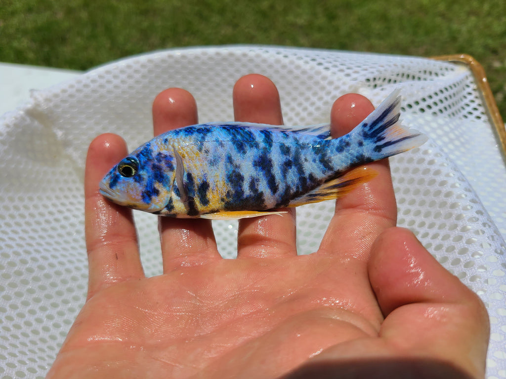 Iceberg Fire and ice Blueberry OB Fryeri - Rons Cichlids