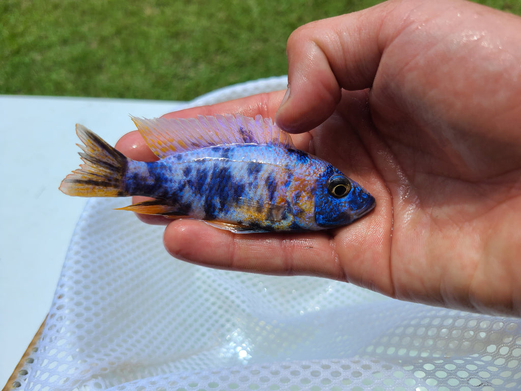 Iceberg Fire and ice Blueberry OB Fryeri - Rons Cichlids