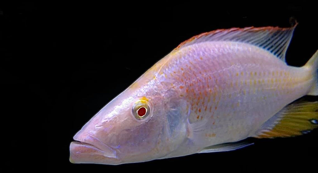 Albino Dimidichromis Compressiceps - Rons Cichlids