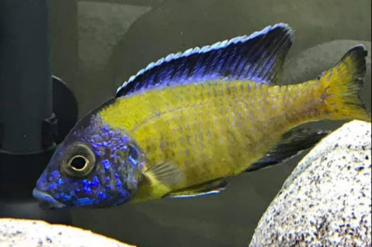 Cichlids: Ultimate Guide to Vibrant Aquarium Fish Care