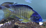 Blue Neon Chiwindi - Rons Cichlids