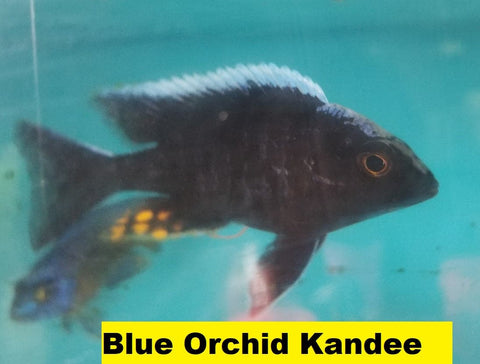 Blue Orchid - Rons Cichlids
