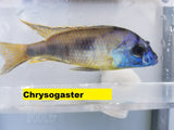 Chrysogaster - Rons Cichlids