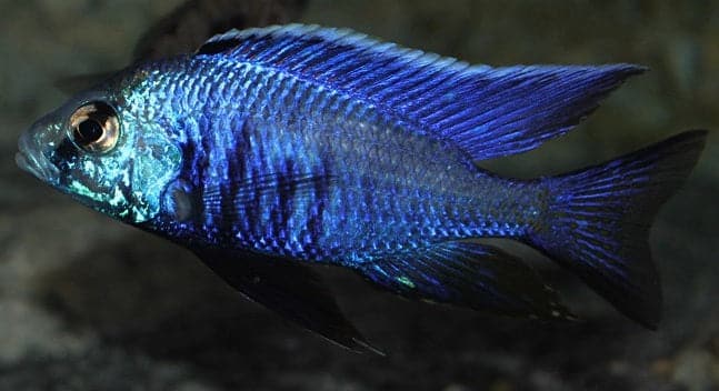 Azureus - Rons Cichlids