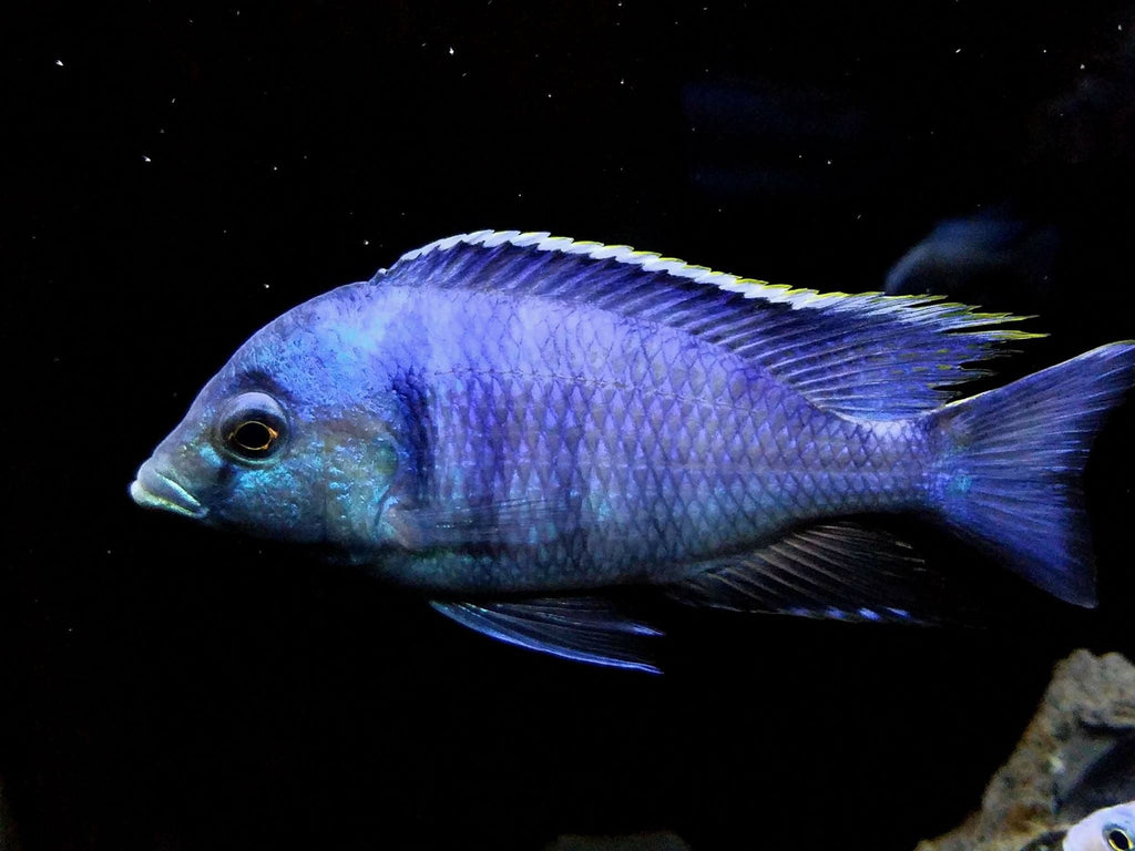 Deepwater Hap – Rons Cichlids