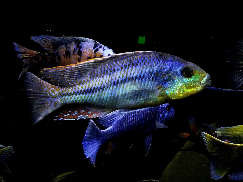 Euchilus "Thick Lips" - Rons Cichlids
