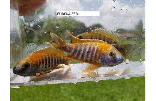 Eureka Red Jake Cichlids - Aulonocara jacobfreibergi – Rons Cichlids