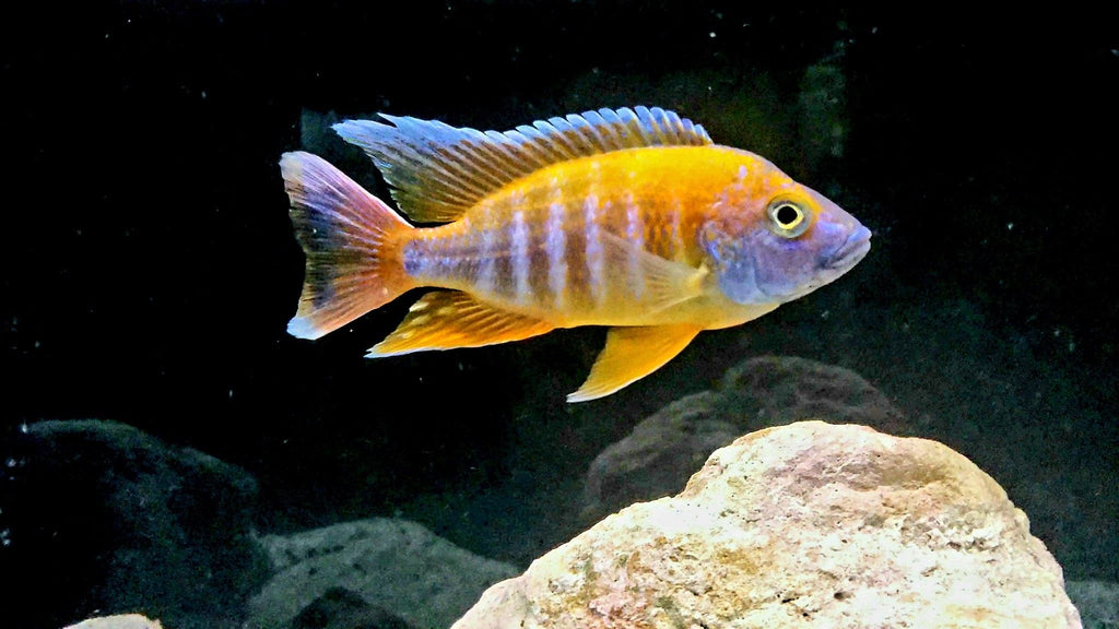 Eureka Red Jake Cichlids - Aulonocara jacobfreibergi – Rons Cichlids