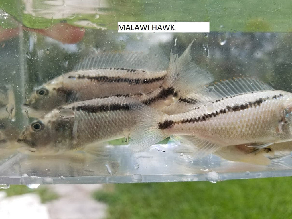 Malawi Hawk - Rons Cichlids