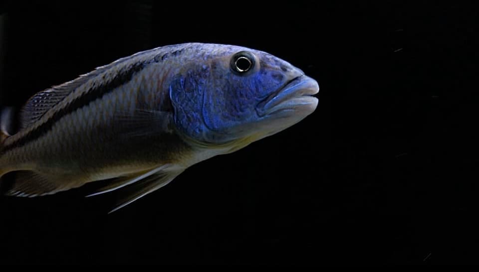 Malawi Hawk - Rons Cichlids