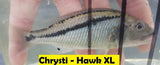 Malawi Hawk - Rons Cichlids