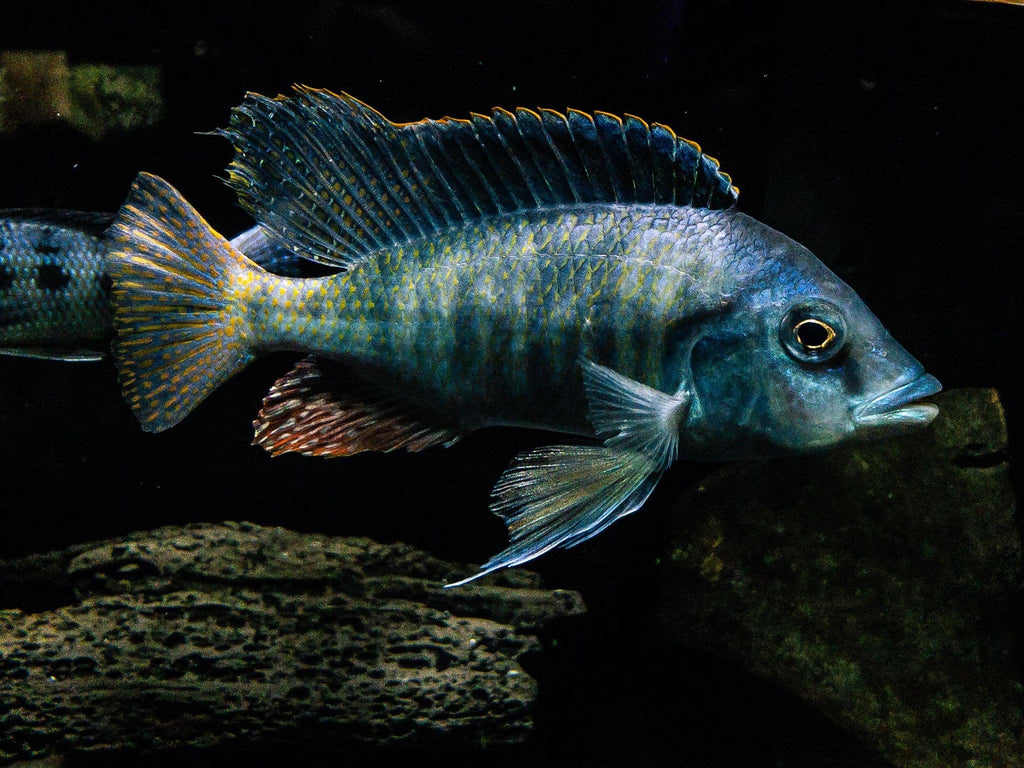 Hemitilapia Oxyrhynchus "Giant Hap" (Very Rare) - Rons Cichlids