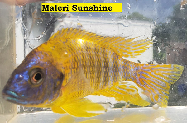 Pombo Rocks Yellow Chin – Rons Cichlids