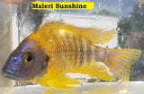 Maleri Sunshine - Rons Cichlids
