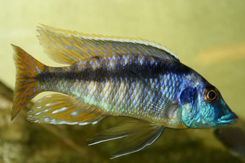 Mylochromis Lateristriga makanjila mola(Very Rare) - Rons Cichlids