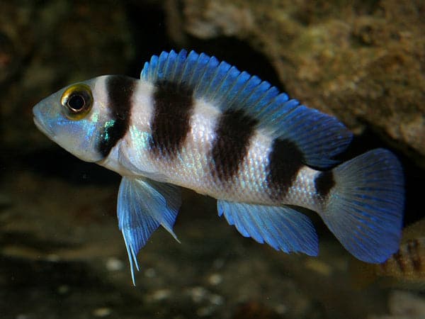 Neolamprologus Tretocephalus - Rons Cichlids