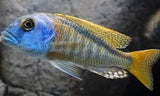 Buccochromis Nototaenia - Rons Cichlids