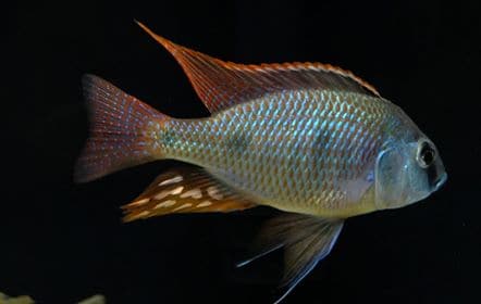 Otopharynx Tetrastigma - Rons Cichlids