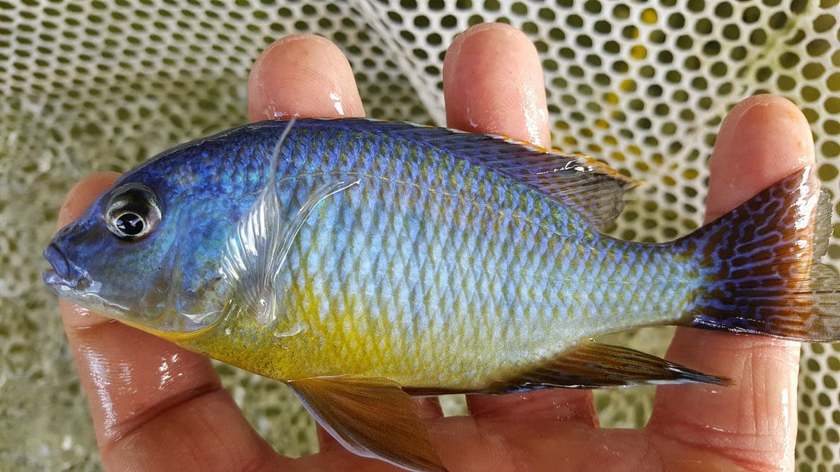 Pambox Rocks Pombo Rocks Yellow Chin Hap Cichlid | Ron's Cichlids – Rons Cichlids