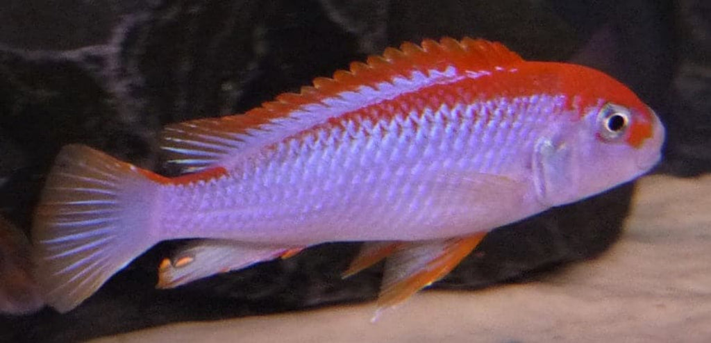 African Cichlid Rare Color Identification: Ultimate Guide to Stunning Hues