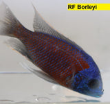 Red Fin Borleyi - Rons Cichlids