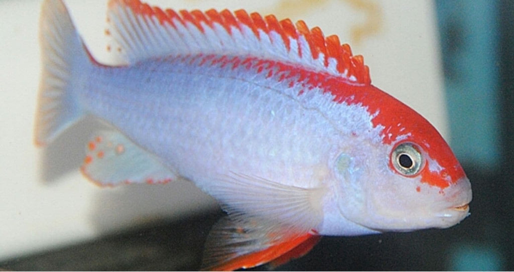Red Top Ndumbi - Rons Cichlids
