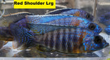 Red Shoulder - Rons Cichlids