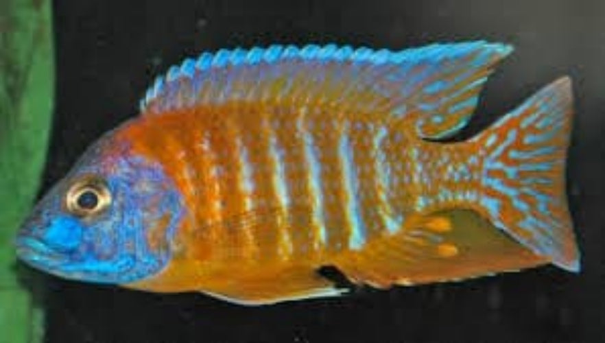 Ruby Red Peacock Cichlid | Ron's Cichlids – Rons Cichlids