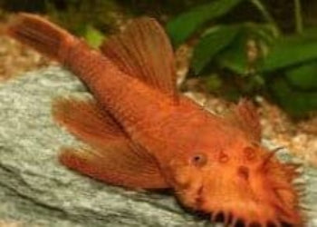 Bushy Nose Pleco Super Red - Rons Cichlids