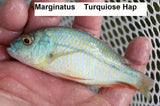 Marginatus "Turquoise Hap" - Rons Cichlids