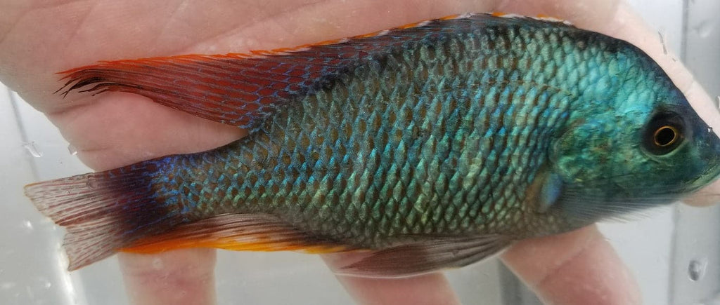 Otopharynx Tetrastigma - Rons Cichlids