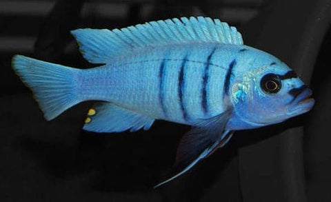 White Top Hara - Rons Cichlids