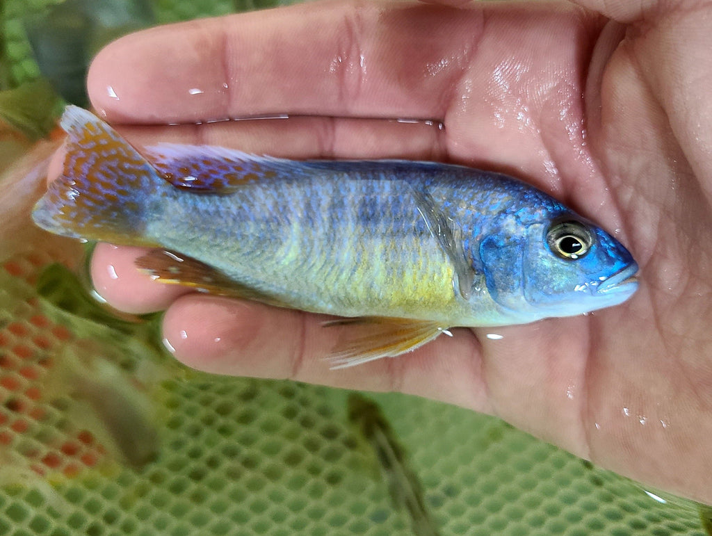 Yellow Belly Fryeri - Rons Cichlids