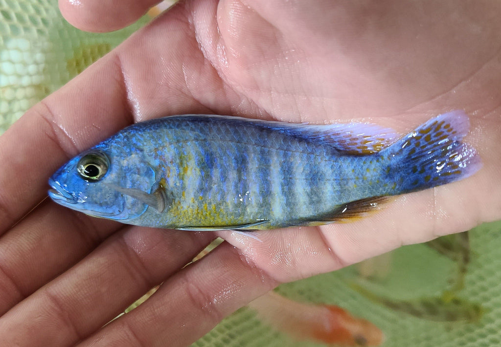 Yellow Belly Fryeri - Rons Cichlids