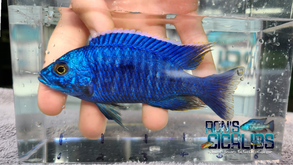 Azureus Hap Cichlid | Ron's Cichlids – Rons Cichlids