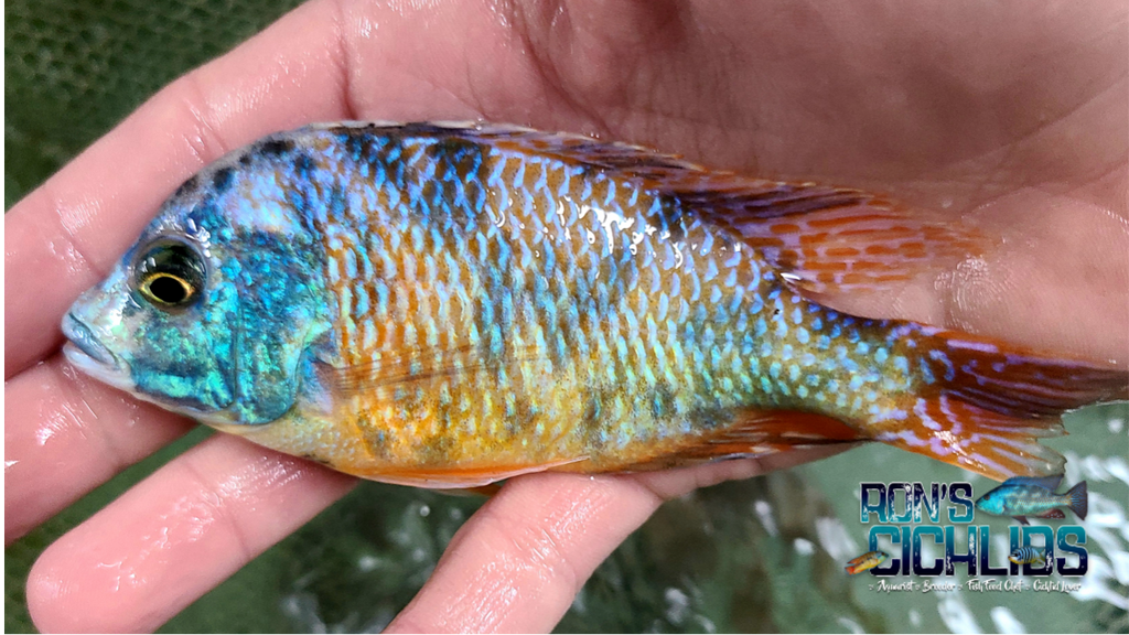 OB Super Red Empress/ OB FireHap - Rons Cichlids
