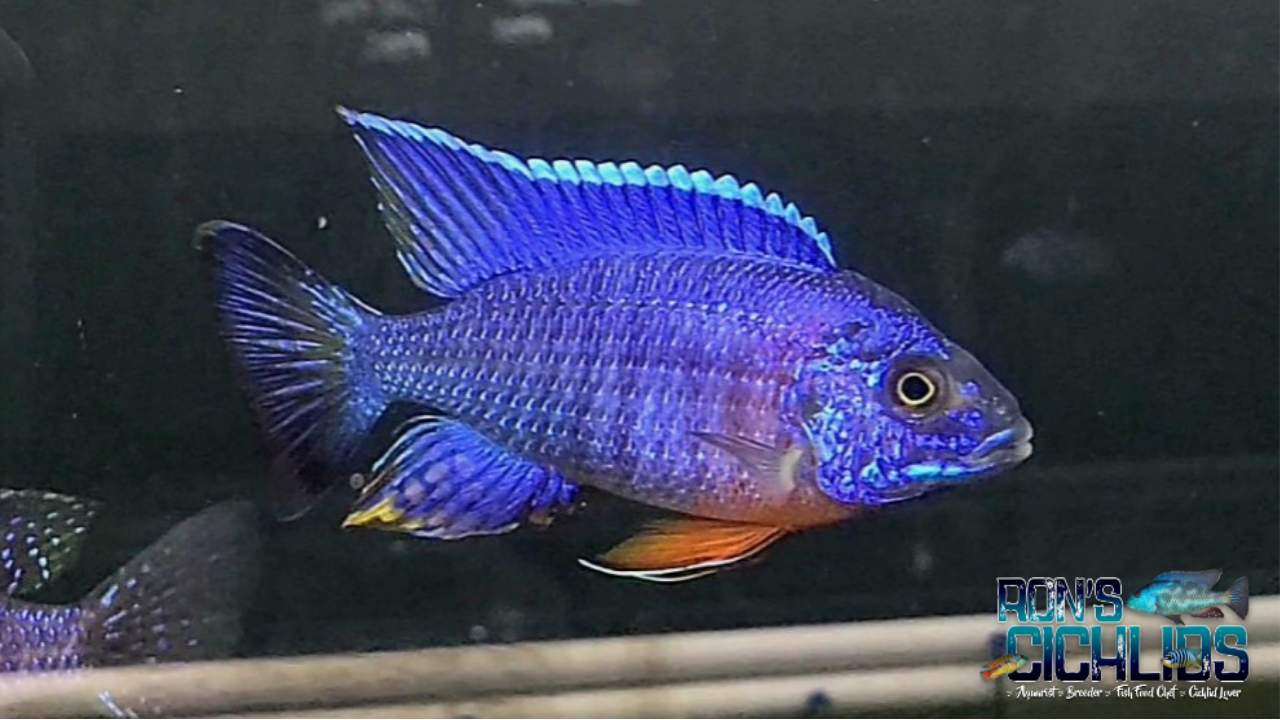 Blue Regal