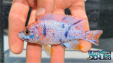 Fire & Ice OB Peacock - Rons Cichlids