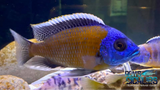 Red Fin Borleyi - Rons Cichlids