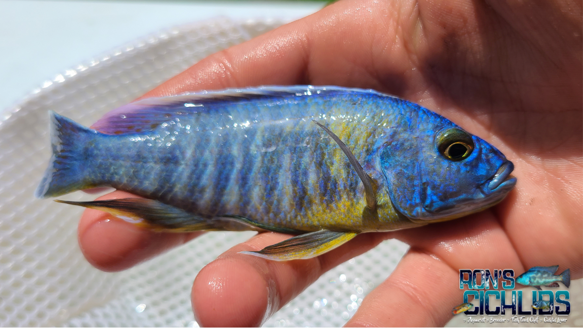 Yellow Belly Fryeri Hap Cichlid | Ron's Cichlids – Rons Cichlids