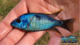 Otopharynx Sp. Nova Blue Longnose - Rons Cichlids