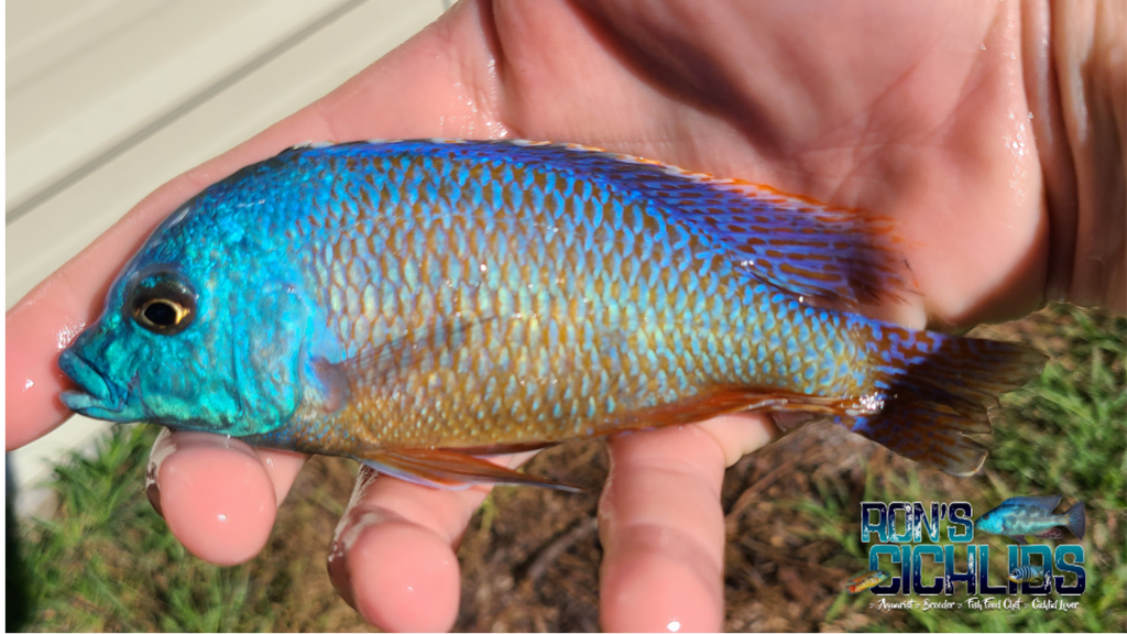 Red Empress - Rons Cichlids