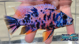Blue-red OB Peacock