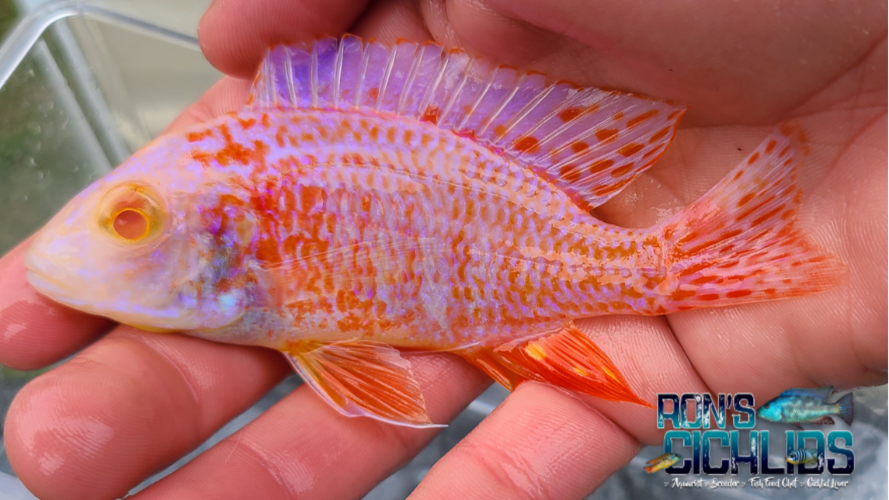 ★QUMAPON ROUGE+QUMAPON PEACOCK SnakeRiverCichlids.Rubescens.