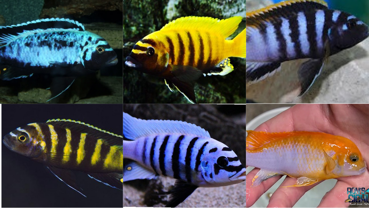 Premium Mbuna variety packs Rons Cichlids