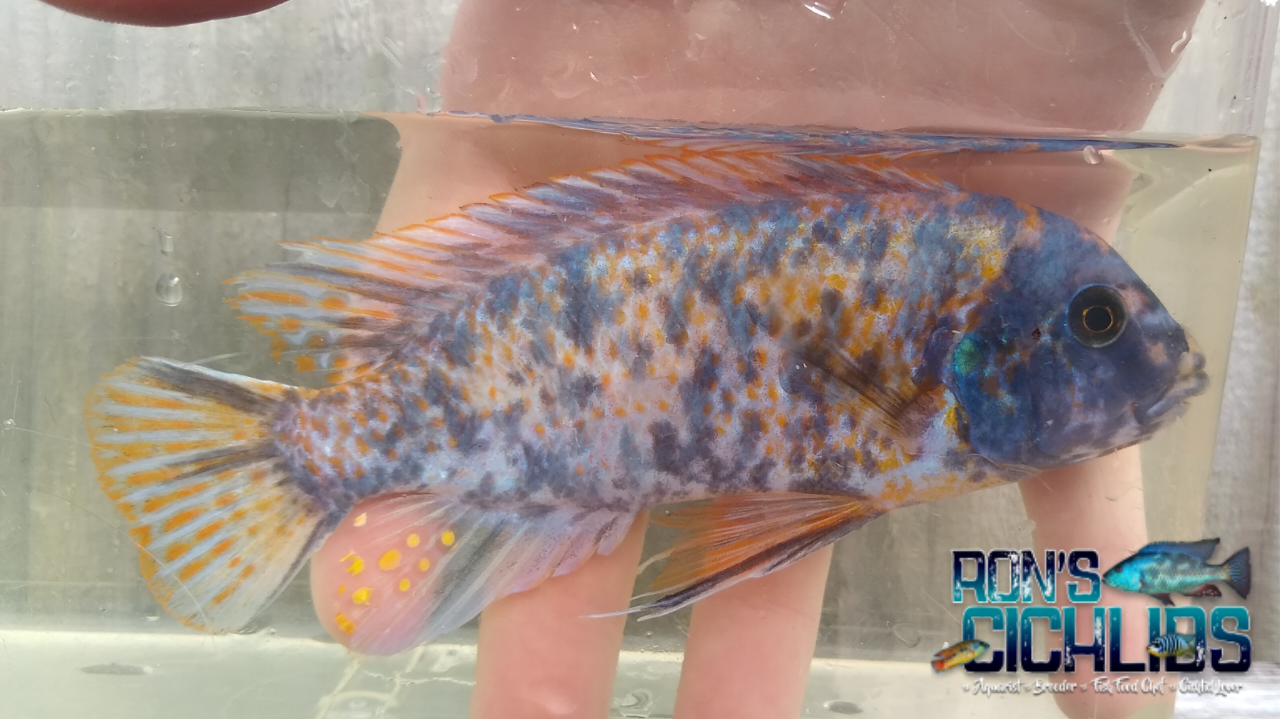 OB Trewavasae – Rons Cichlids OB Trewavasae – Rons Cichlids