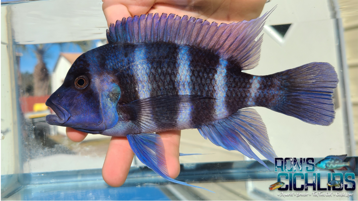 Frontosa Cichlid Types