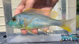 Buccochromis Rhoadesii Yellow