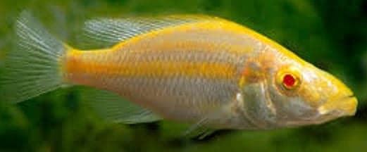 Albino Dimidichromis Compressiceps - Rons Cichlids