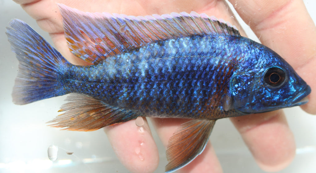 Blue Dragon Blood Cichlid - Aulonocara – Rons Cichlids